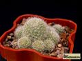  REBUTIA hybr. albiflora x Sanrise 